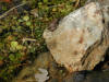 The tadpole finally became a (very small) frog in October